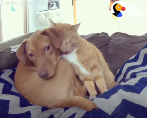 Cat and Dog