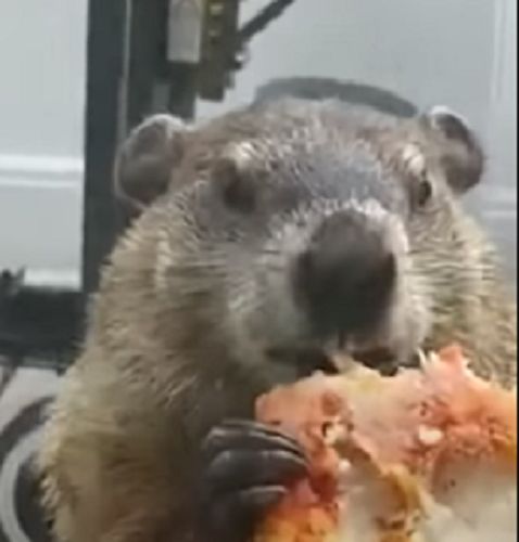  Groundhog 