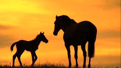  Wild Horses 