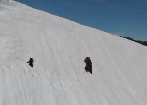  Bear 